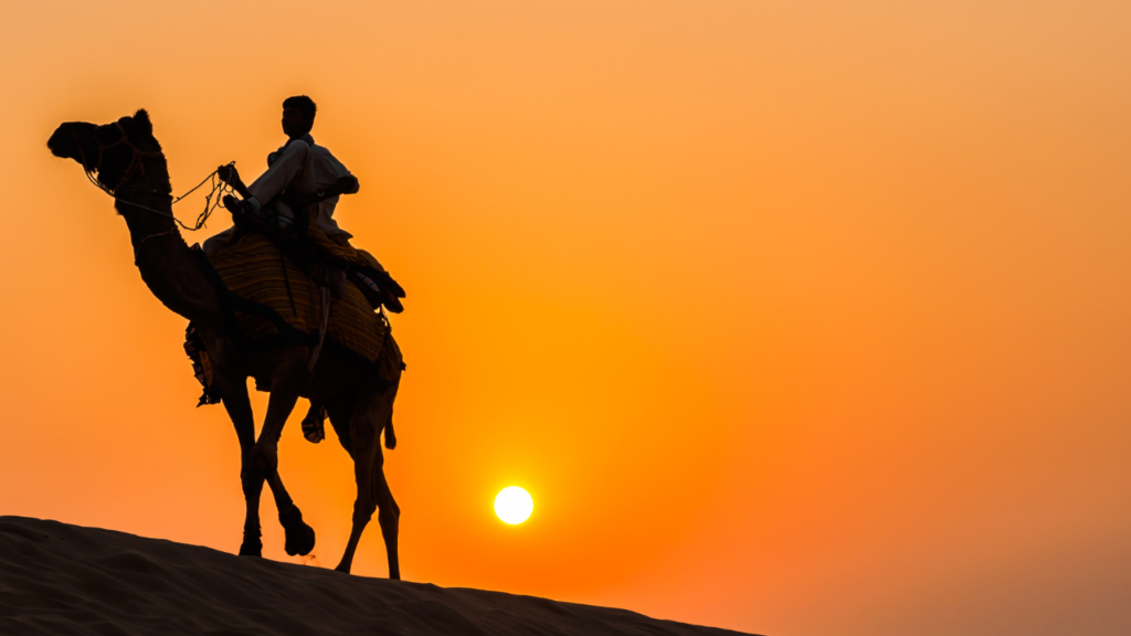 Camel, Jaisalmer, Rajasthan