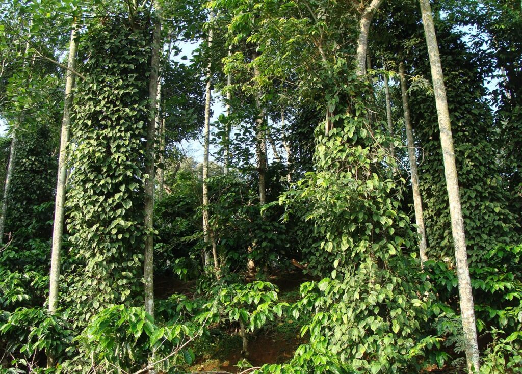 coffee plantation, coffea robusta, black pepper vine-345785.jpg
