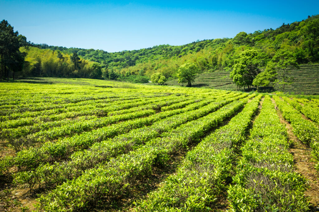 green tea garden hill cultivation