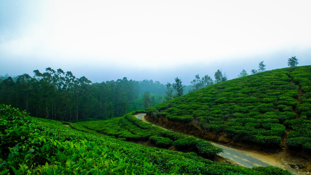 Nestled amidst the lush Nilgiri Hills, Ooty captivates with its tranquil lakes, verdant valleys, and cascading waterfalls. This picturesque gem, featured in '25 Best Places to Visit in India' curated by Lekhak Pravin, beckons travelers to immerse themselves in its timeless charm