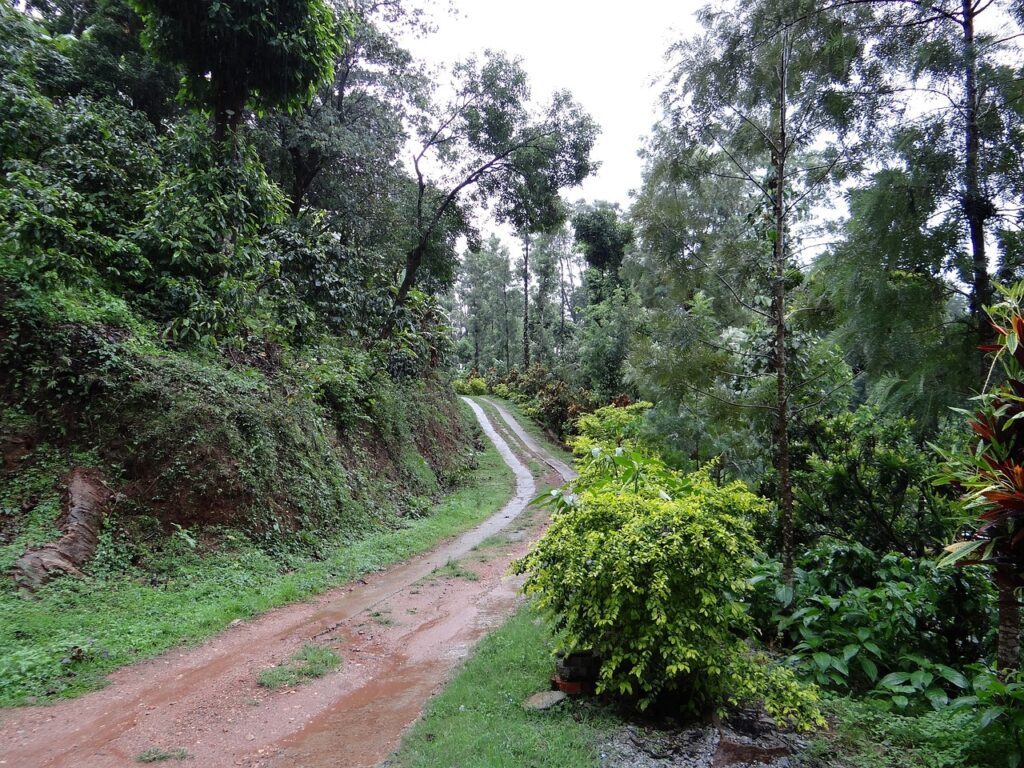 trail, forest, coffee plantation-345401.jpg