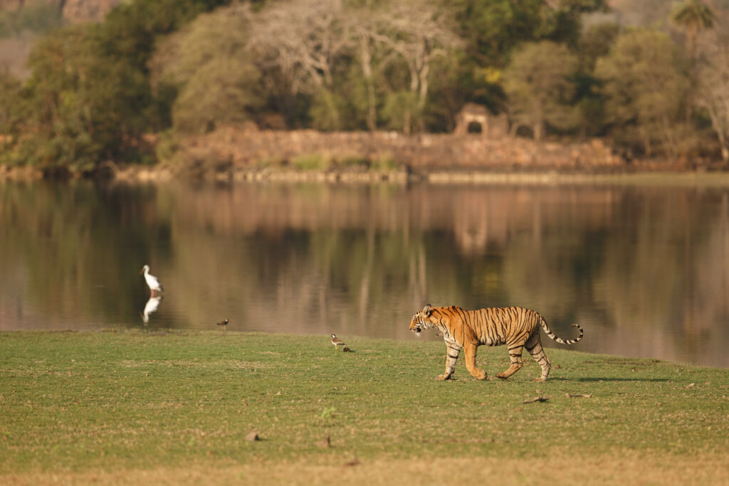 wild royal bengal tiger nature habitat ranthambhore national park