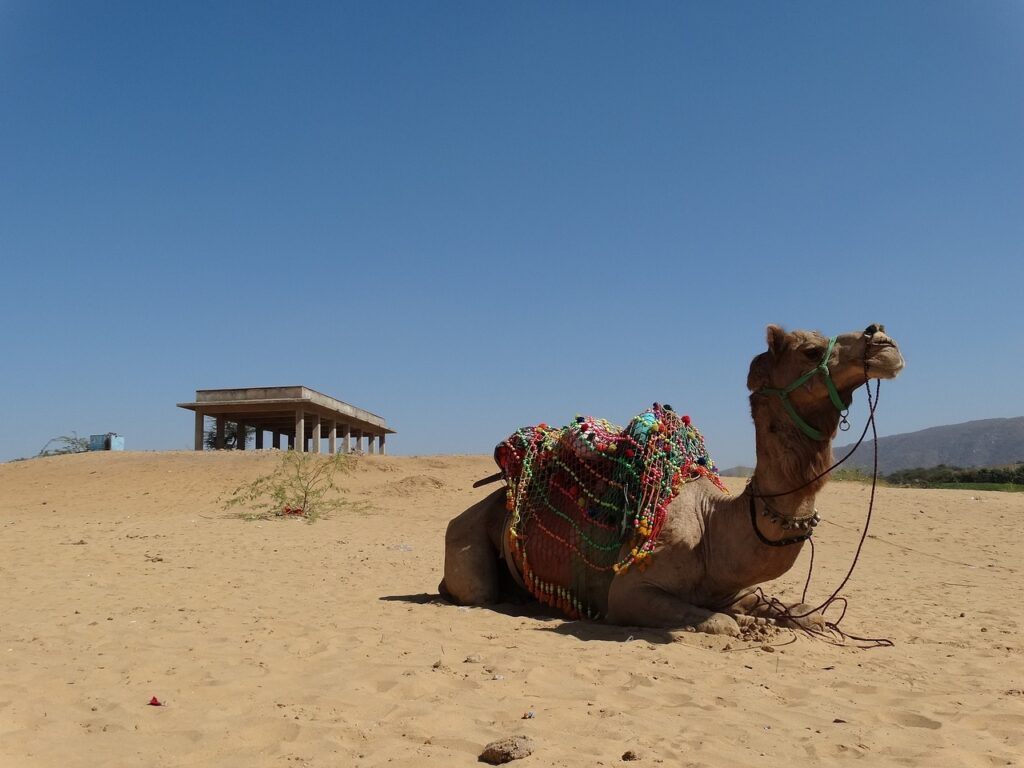 travel, india, desert-1246626.jpg