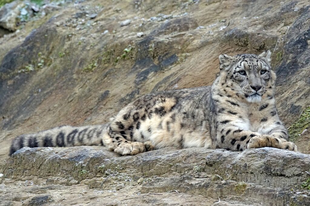 snow leopard, i