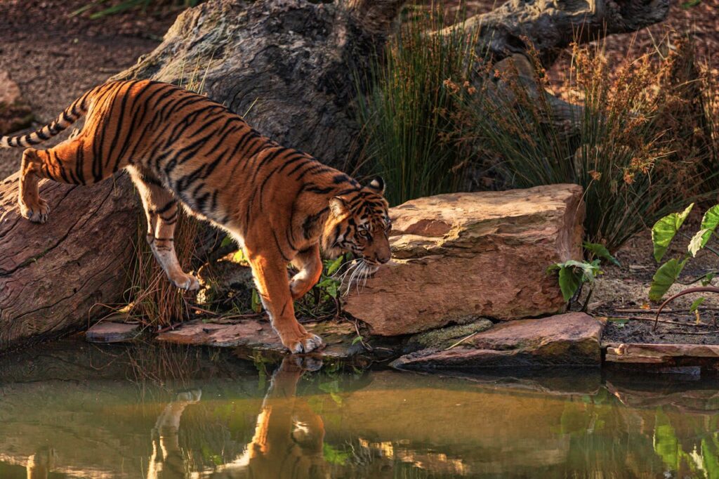 Bengal Tiger in Jim Corbett National Park