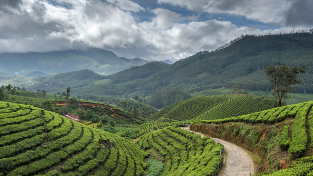 Darjeeling, greenery, hills, India